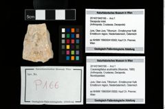 Foto (Objekt + Etikett) von Cracensigillatus acutirostris (Moericke, 1889)  (NHMW-GEO-2014-0194-0166)